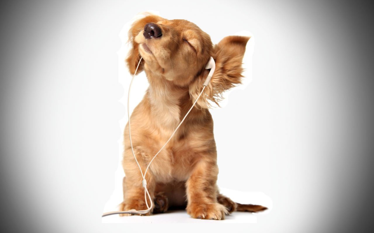 EMISORA DE RADIO PARA PERROS EMISORA DE RADIO PARA PERROS